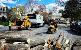 How Our Tree Care Process Works  in  North Wantagh, NY